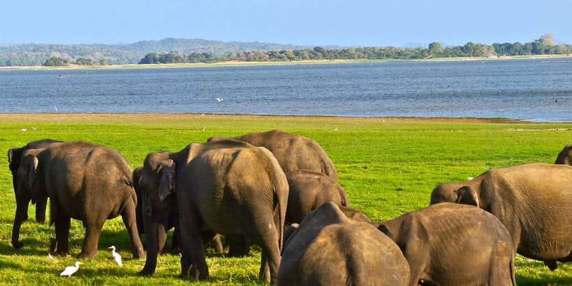 Galle/Mirissa: Yala & Udawalawe Safari Day Trip with Picnic - Feeding time at the Elephant Transit Home