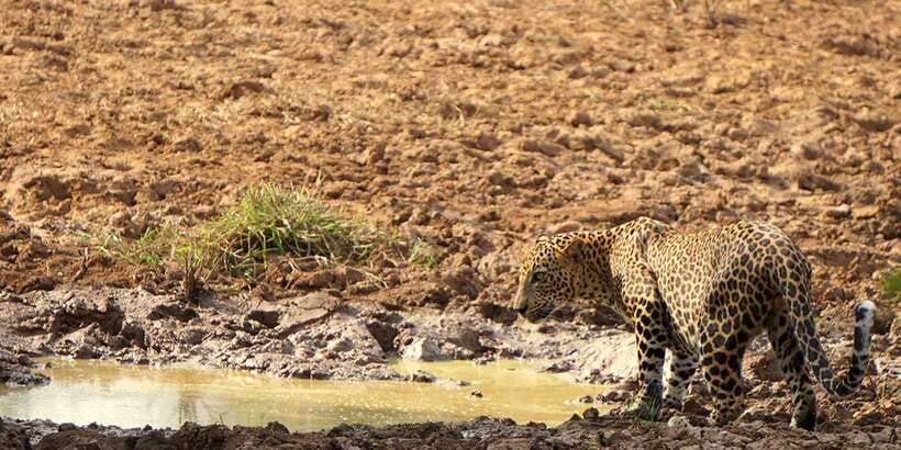 Galle/Mirissa: Yala & Udawalawe Safari Day Trip with Picnic - What the $101 price really means