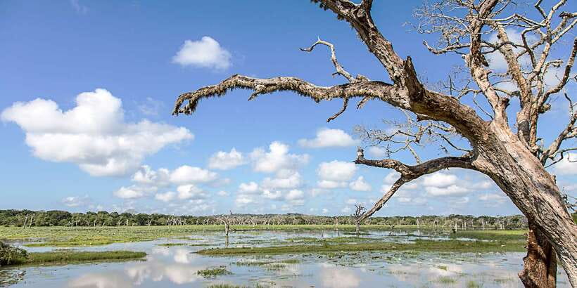 Galle/Mirissa: Yala & Udawalawe Safari Day Trip with Picnic - Who will get the most from this day