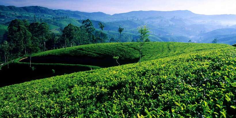Galle/Weligama/Mirissa/Hiriketiya/Tangalle: Day Trip to Ella - Seeing how Uva tea is made