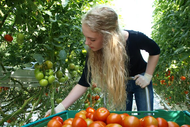 Golden Circle Day Trip with Fridheimar Greenhouse visit from Reykjavik - Is $85 good value?