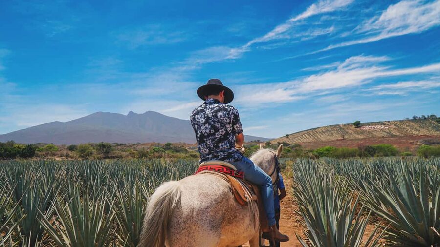 Guadalajara: Tequila Day Trip with Jose Cuervo Option - The optional José Cuervo visit