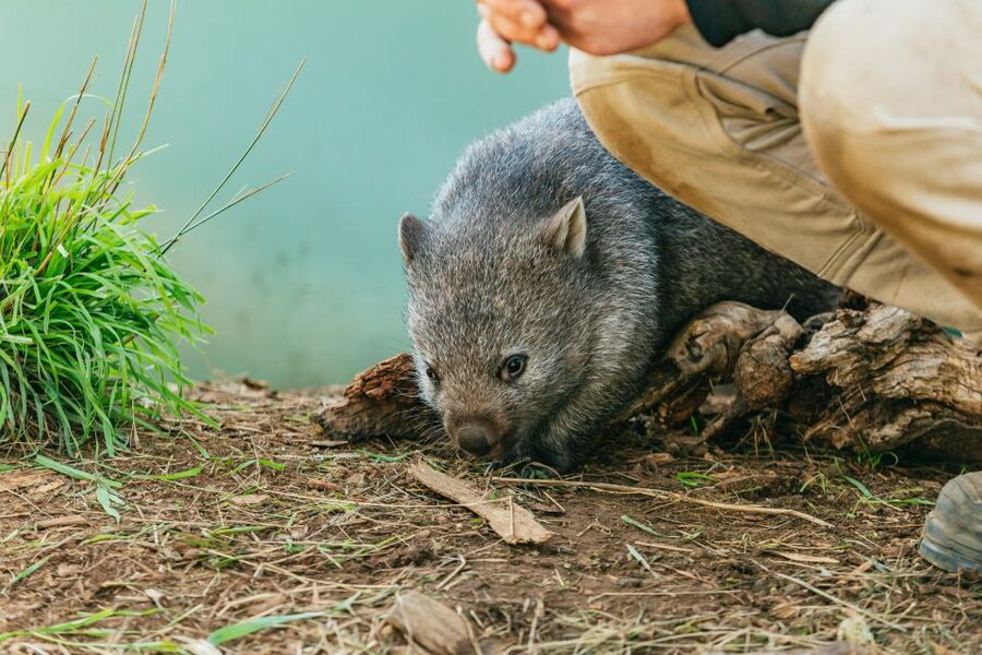 Hobart: Mt Wellington, Mt Field, Bonorong and Richmond Trip - FAQ