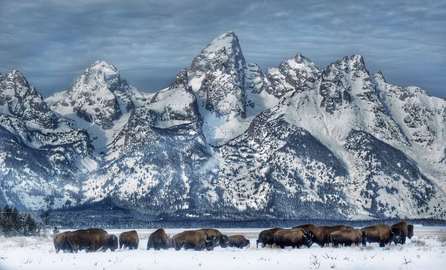 Jackson: Grand Teton and National Elk Refuge Winter Day Trip - Why winter is the right season for this trip