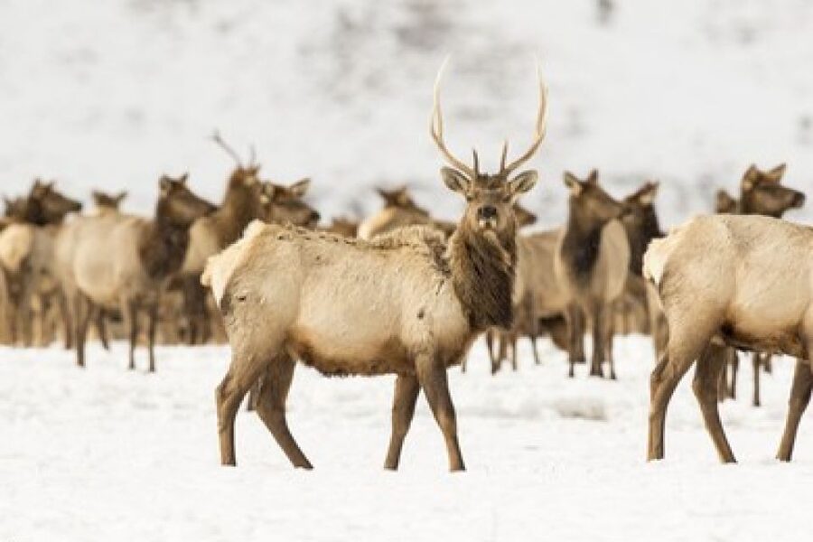 Jackson: Grand Teton and National Elk Refuge Winter Day Trip - Who should book this day trip