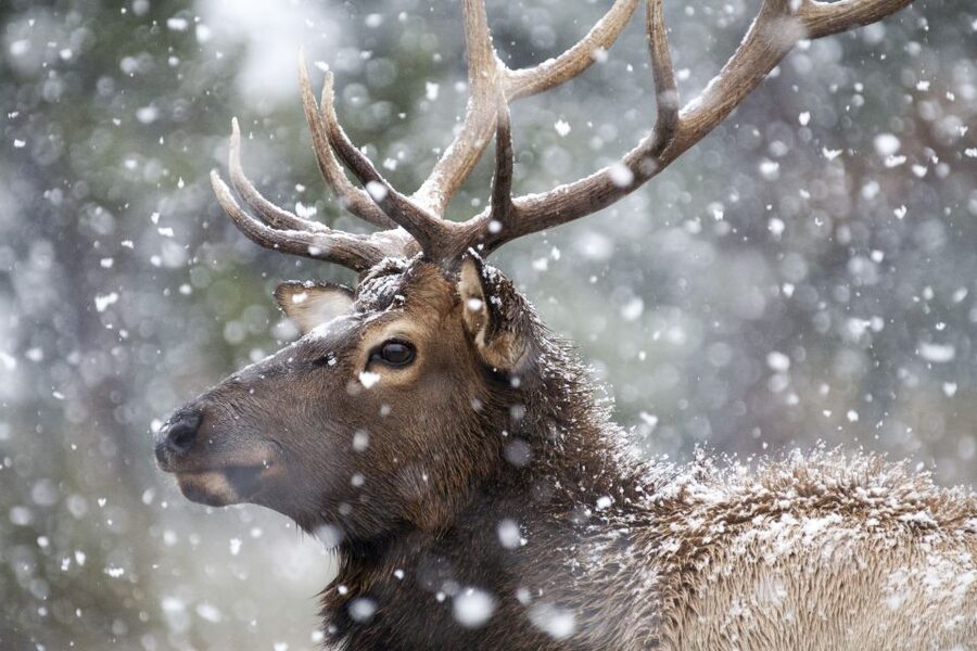 Jackson: Grand Teton and National Elk Refuge Winter Day Trip - Practical advice for a smoother day