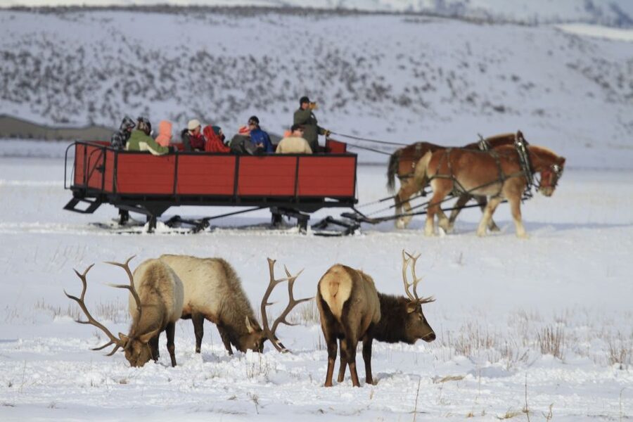 Jackson: Grand Teton and National Elk Refuge Winter Day Trip - Searching Grand Teton from a heated vehicle
