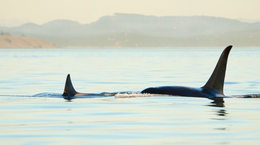 Juneau: Whale Watching and Mendenhall Glacier Day Trip - Key points to know before booking