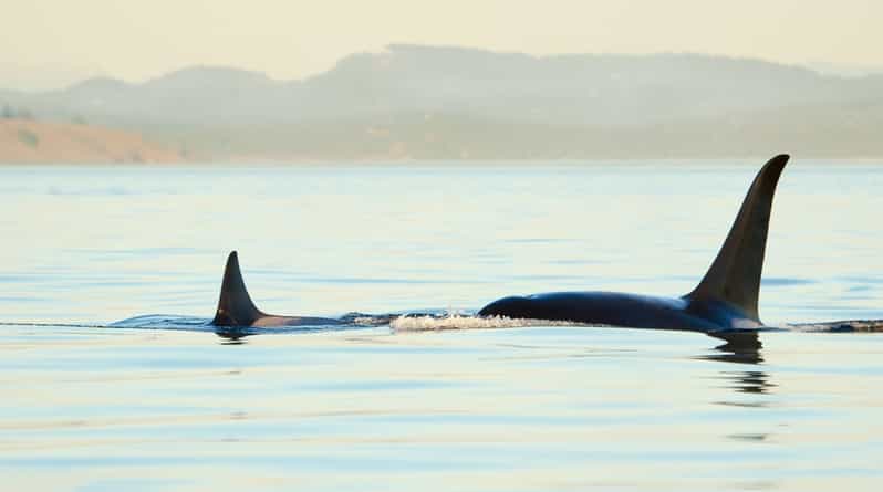 Juneau: Whale Watching and Mendenhall Glacier Day Trip - A practical Juneau combination for a cruise day