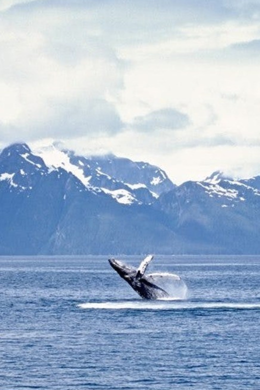 Juneau: Whale Watching and Mendenhall Glacier Day Trip - Forty-five minutes at Mendenhall Glacier