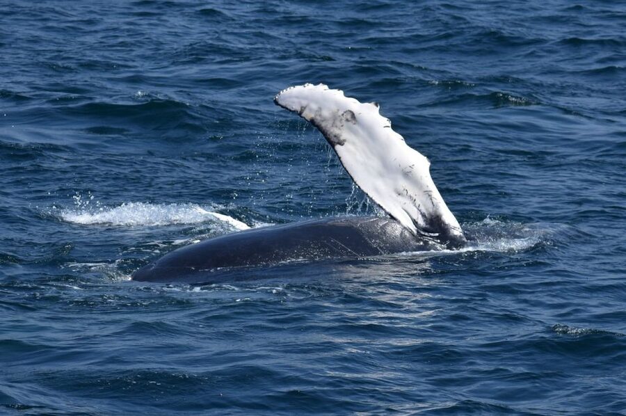 Juneau: Whale Watching and Mendenhall Glacier Day Trip - Weather, clothing, and comfort on the water