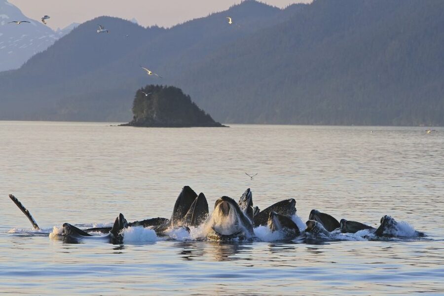 Juneau: Whale Watching and Mendenhall Glacier Day Trip - Who will get the most from this tour