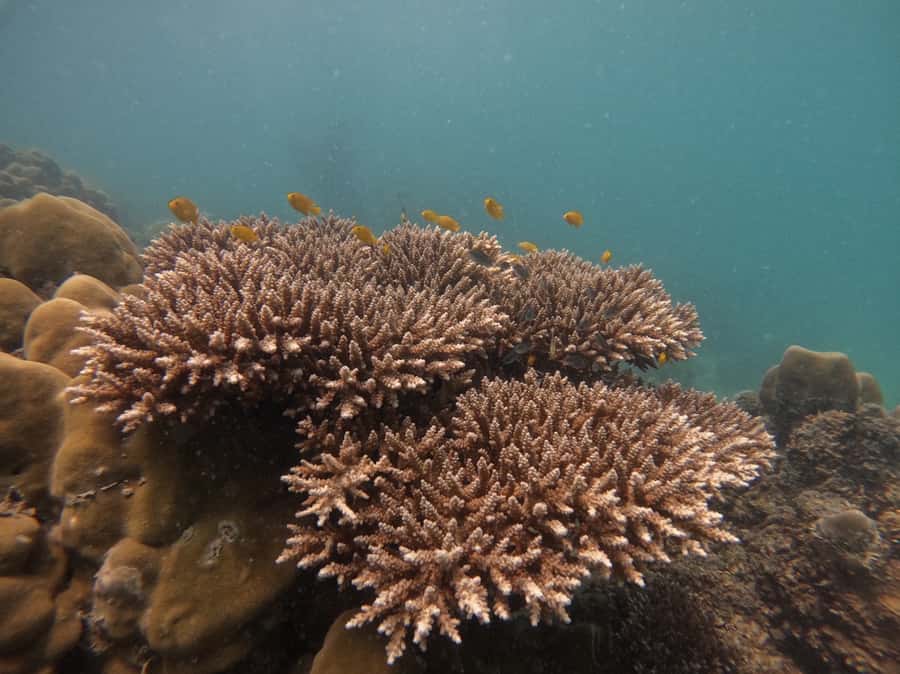 Khao Lak: Phi Phi & Bamboo Island Day Trip by Speedboat - Bamboo Island starts the island time