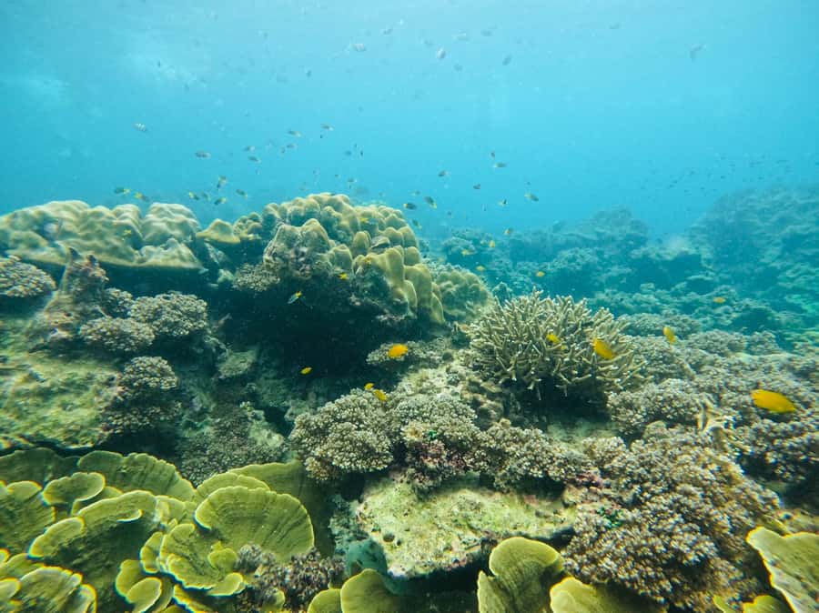 Khao Lak: Phi Phi & Bamboo Island Day Trip by Speedboat - Resort lunch gives the day a useful pause