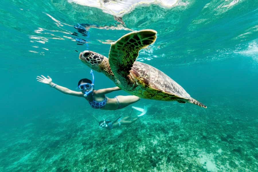 Khao Lak: Similan Islands Snorkeling Day Trip w/Meals - What the $83 price really covers
