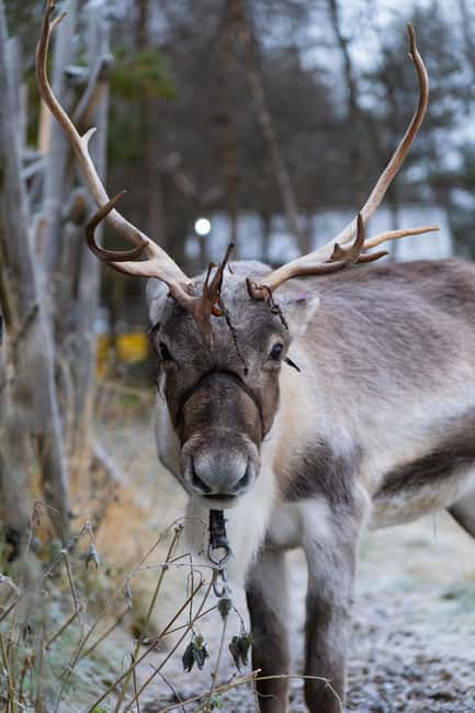 Kiruna: Icehotel and Sami Camp Day Trip - Key points at a glance