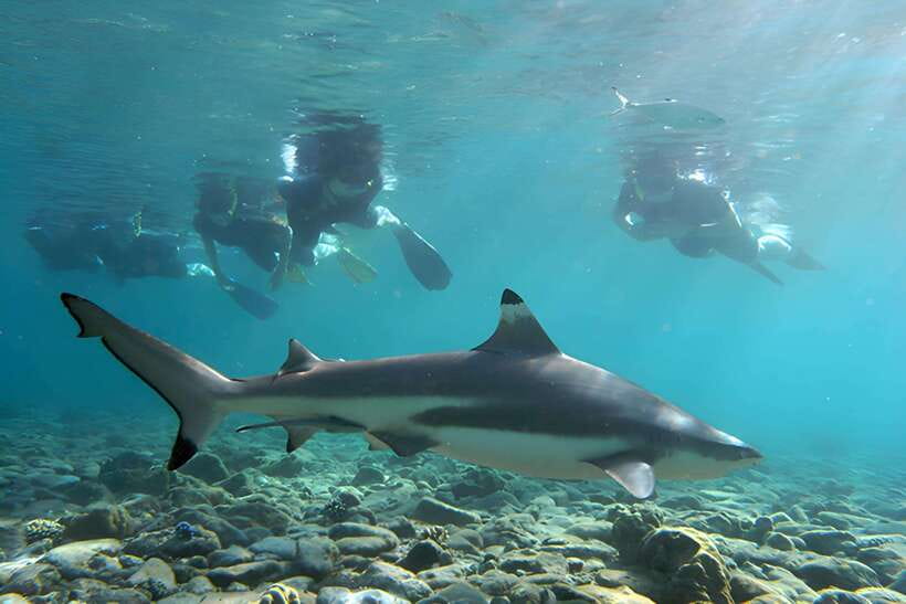 Ko Phi Phi Don: Speedboat Day Trip with Shark Snorkeling - Why this five-hour trip feels different