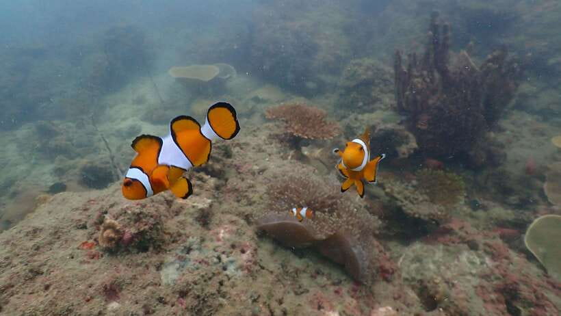 Ko Phi Phi Don: Speedboat Day Trip with Shark Snorkeling - Who should book this Phi Phi outing?