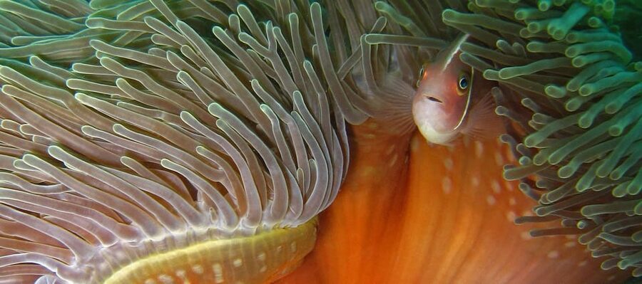 Koh Kood or Koh Rang: Snorkeling Day Trip with Buffet Lunch - What the $32 price really includes
