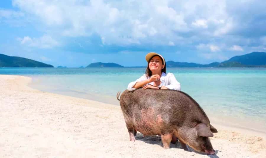 Koh Samui: Pink Dolphin, Pig Island, and Snorkeling Day Trip - Key points to know before booking