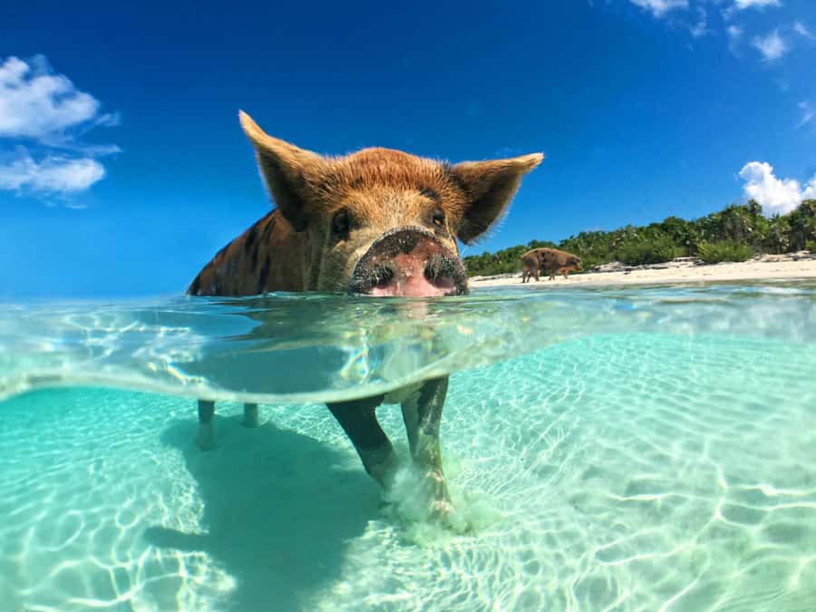 Koh Samui: Pink Dolphin, Pig Island, and Snorkeling Day Trip - The route from Koh Samui to Khanom