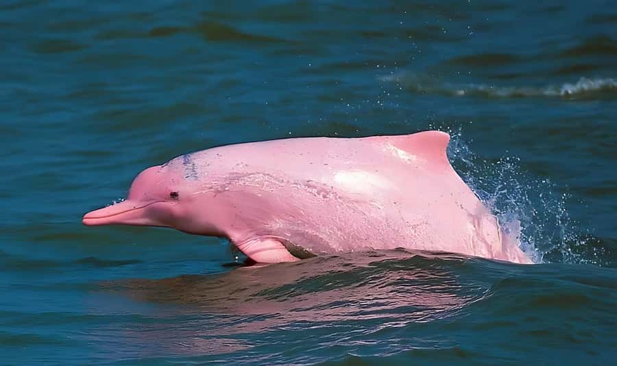 Koh Samui: Pink Dolphin, Pig Island, and Snorkeling Day Trip - Thai lunch beside Khanom Beach