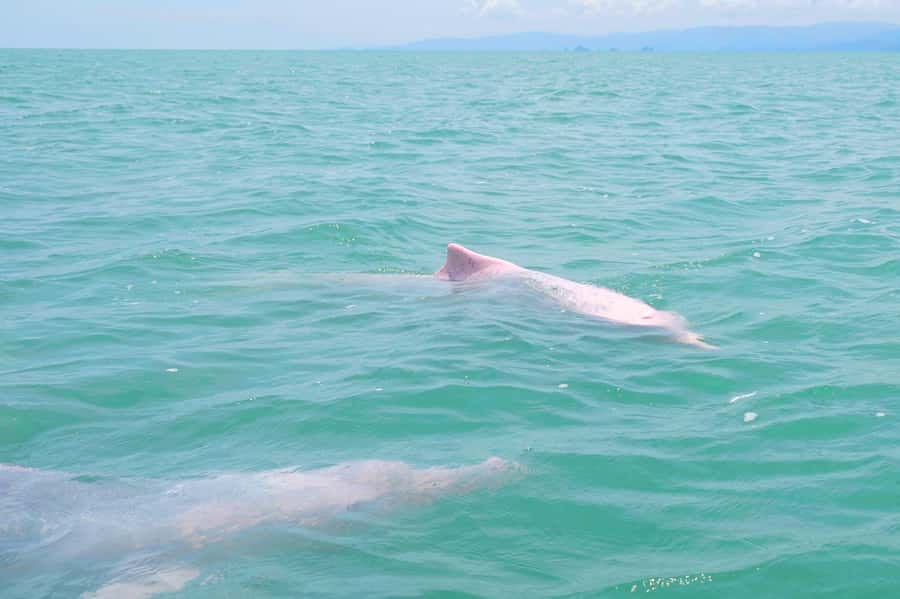 Koh Samui: Pink Dolphin, Pig Island, and Snorkeling Day Trip - Pig Island, the day’s most dependable stop