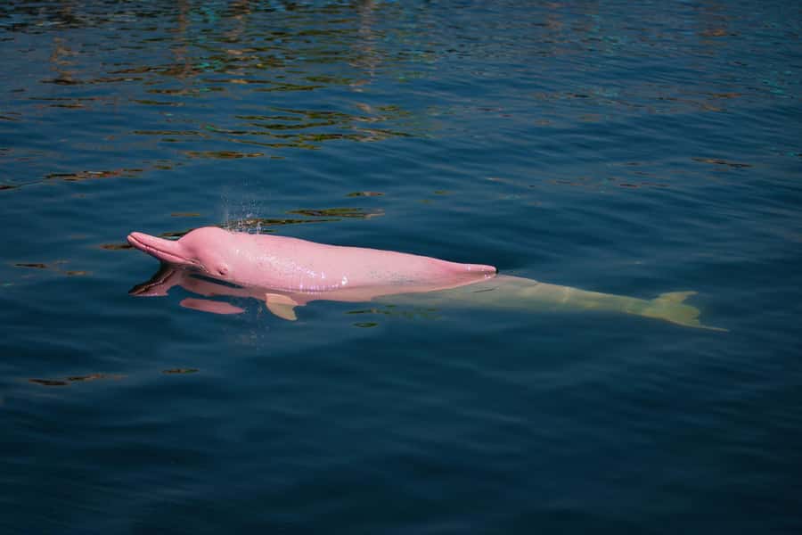 Koh Samui: Pink Dolphin, Pig Island, and Snorkeling Day Trip - What the $83 price really covers
