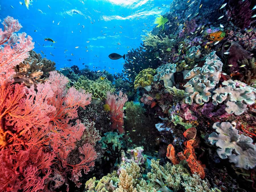 Koh Samui: Pink Dolphin, Pig Island, and Snorkeling Day Trip - Who will enjoy this Koh Samui day trip