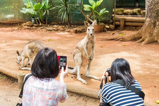 Kuranda Scenic Railway Day Trip from Cairns - Choosing between the wildlife add-ons