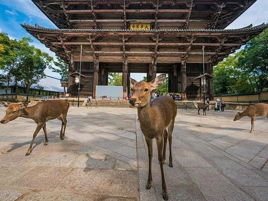 Kyoto/Osaka: Kyoto and Nara Sites & History Day Trip - Should you book it?