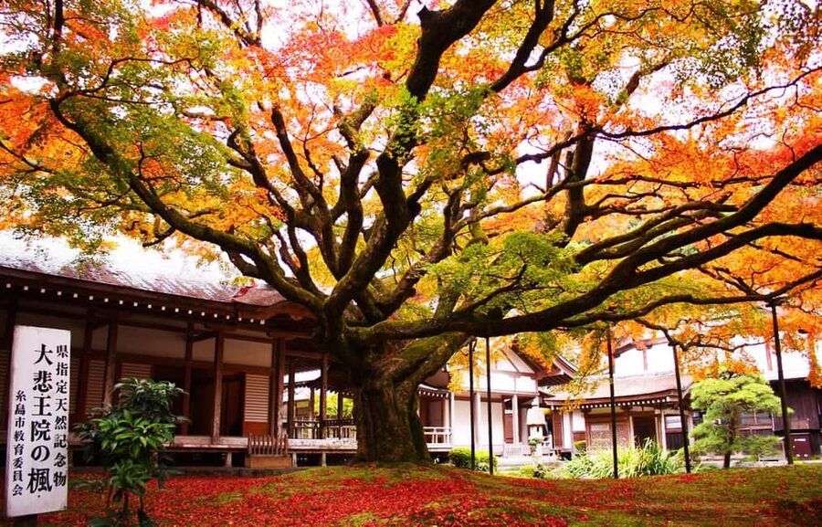 Kyushu Tour From Fukuoka: Itoshima Nature & Coastal Scenery - Should You Book the Itoshima Day Trip?