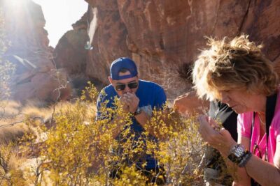Valley of Fire and Red Rock Canyon Day Trip