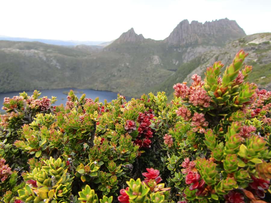 Launceston: Cradle Mountain Guided Active Day Trip - Sheffield gives the morning a dose of color