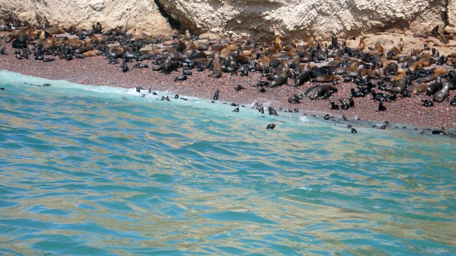 Lima: Ballestas & Huacachina Day Trip w/ Nazca Lines Flight - Guides, timing, and the feel of the day