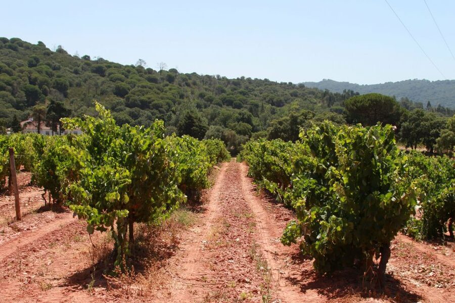 Lisbon: Arrábida and Sesimbra Day Trip with Wine - Guides make a real difference