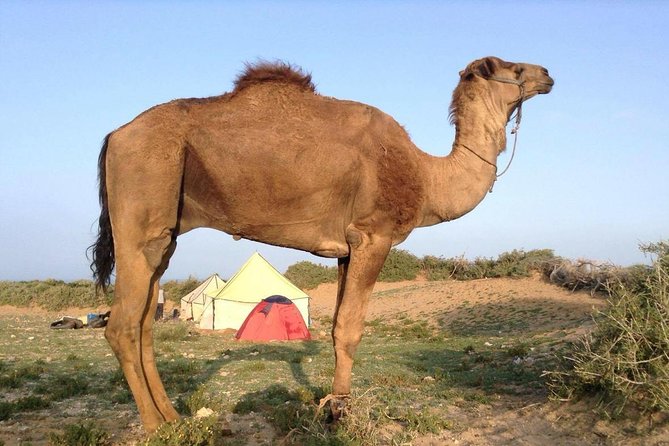 Luxury private day trip - Atlas Mountains, Agafay Desert & camels - Imlil, Aroumd, and the mountain walk
