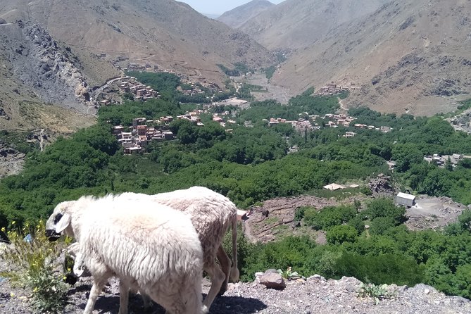 Luxury private day trip - Atlas Mountains, Agafay Desert & camels - Lunch on a rooftop above Imlil