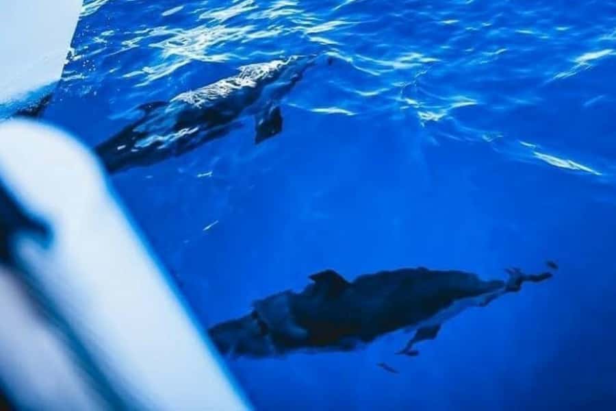 Maalaea: West Maui Snorkeling & Sailing Day Trip with Lunch - Choosing the best reef conditions near Lanai