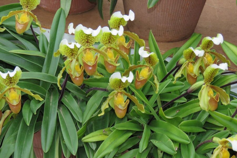 Madeira : Santo de Serra Local Farmers' Market half day trip - Is the $49 price good value?