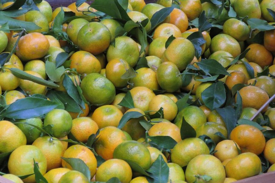 Madeira : Santo de Serra Local Farmers' Market half day trip - The open-top 4x4 ride