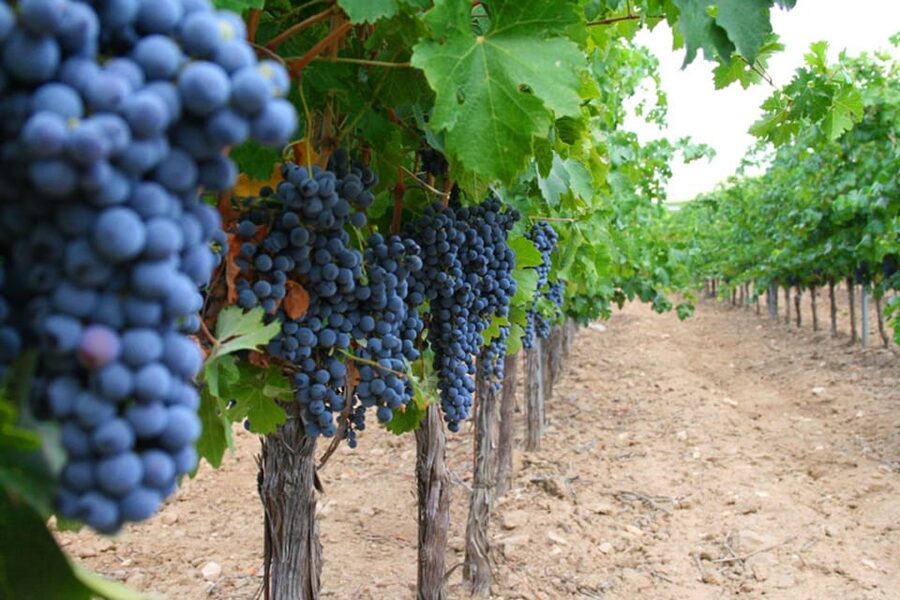 Madrid: Toledo Day Trip with Winery Visit and Wine Tasting - Practical details that affect your day