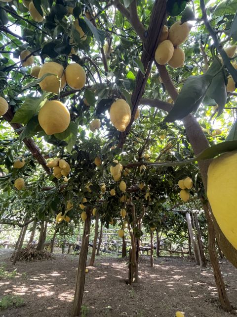 Maiori: Amalfi Coast Path of Lemons Day Trip with Tastings - Price, timing, and who will enjoy it