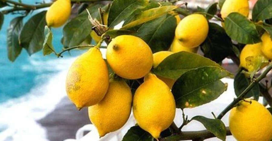 Maiori: Amalfi Coast Path of Lemons Day Trip with Tastings - Why the Path of Lemons is more than a scenic walk