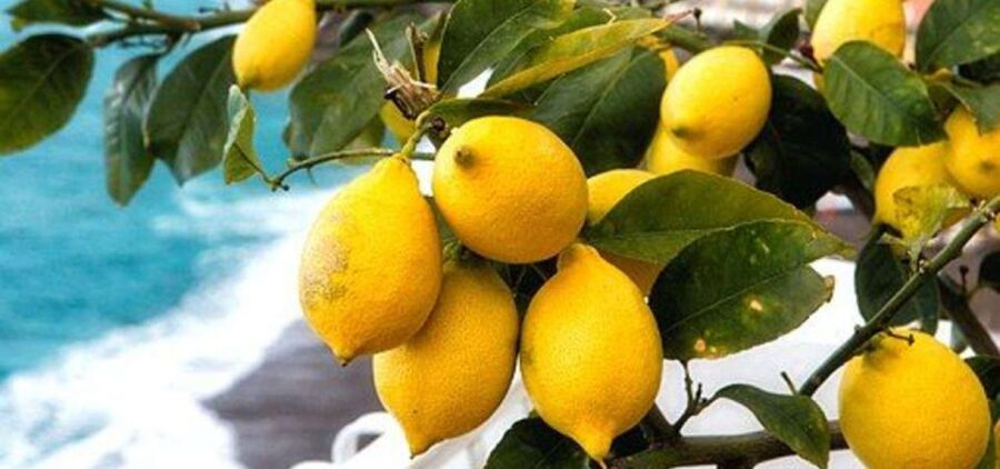 Maiori: Amalfi Coast Path of Lemons Day Trip with Tastings - Climbing toward Torre and San Michele Arcangelo