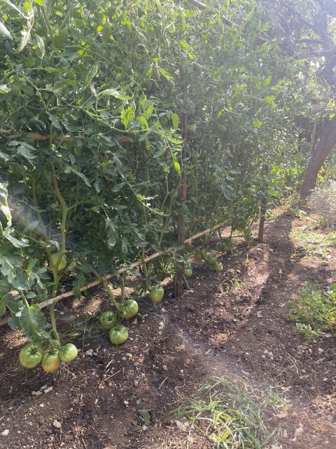 Maiori: Amalfi Coast Path of Lemons Day Trip with Tastings - Descending into Minori