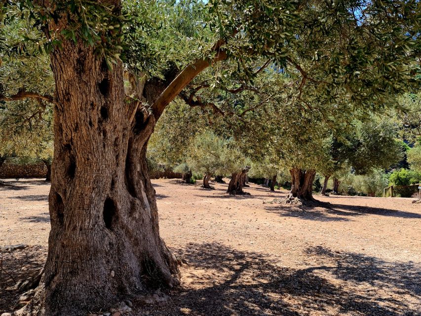 Mallorca: Day Trip to Hidden Gems of Tramuntana with Lunch - Key points at a glance