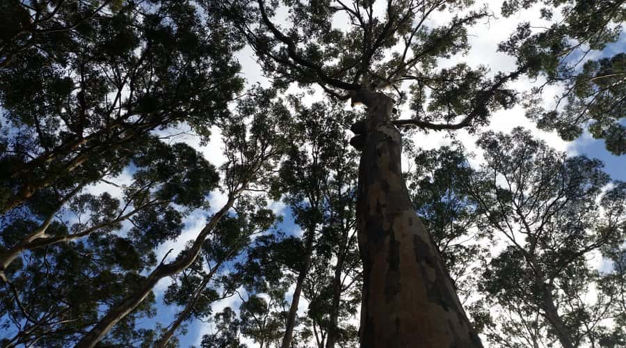 Margaret River and Busselton Jetty: Day Trip from Perth - Mammoth Cave and the limestone country
