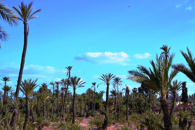 Marrakech Day Trip with Camel Ride from Casablanca - Souk Semmarine and the Medina on foot