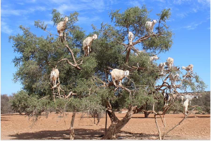 Marrakech: Essaouira Day Trip with Guided Tour - Pickup in Marrakech and the road to the coast